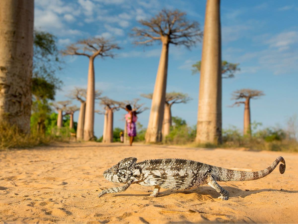 MADAGASKAR - 11