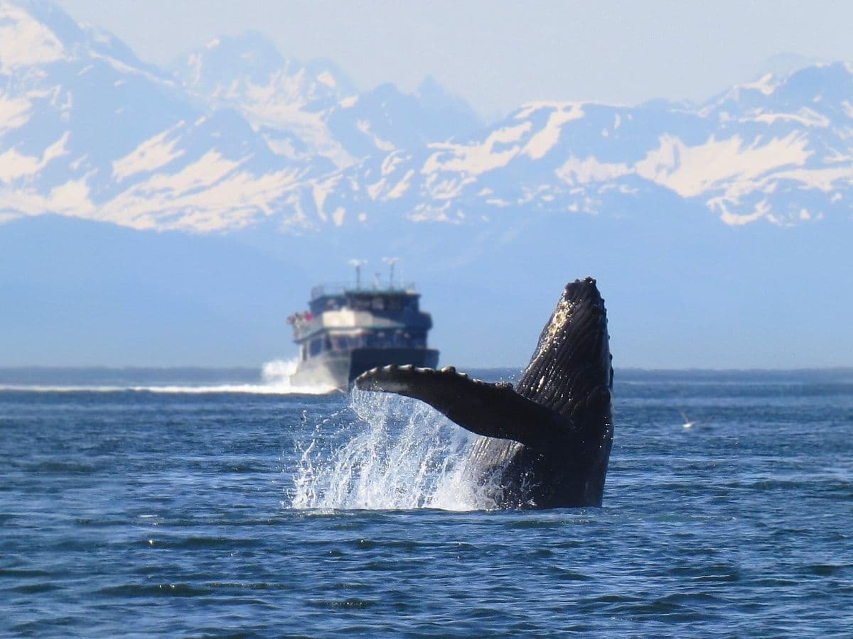 ALASKA - Okyanus Manzaralı Dış Kabin - 5