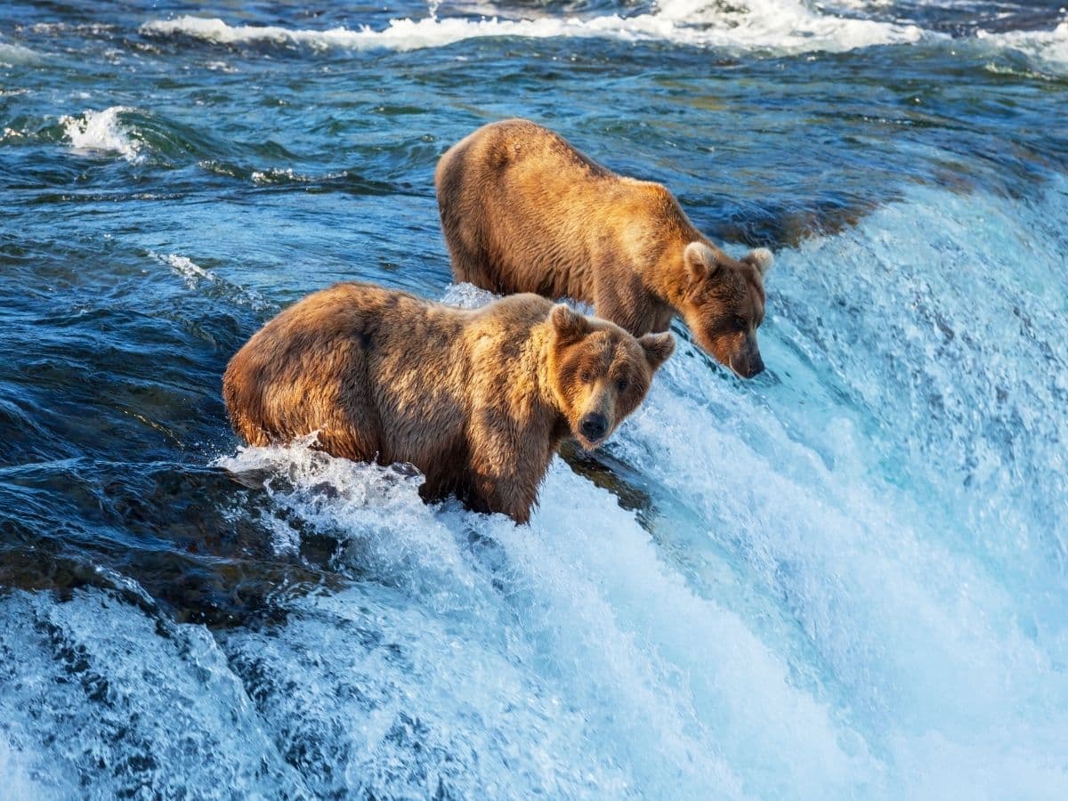 ALASKA - Aqua Sınıfı Kabin - 6