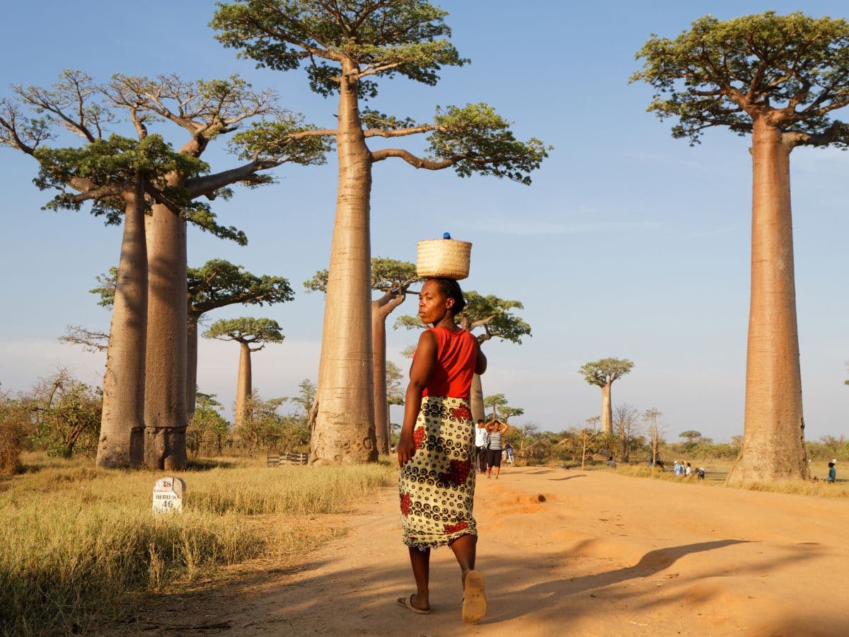 MADAGASKAR - 1