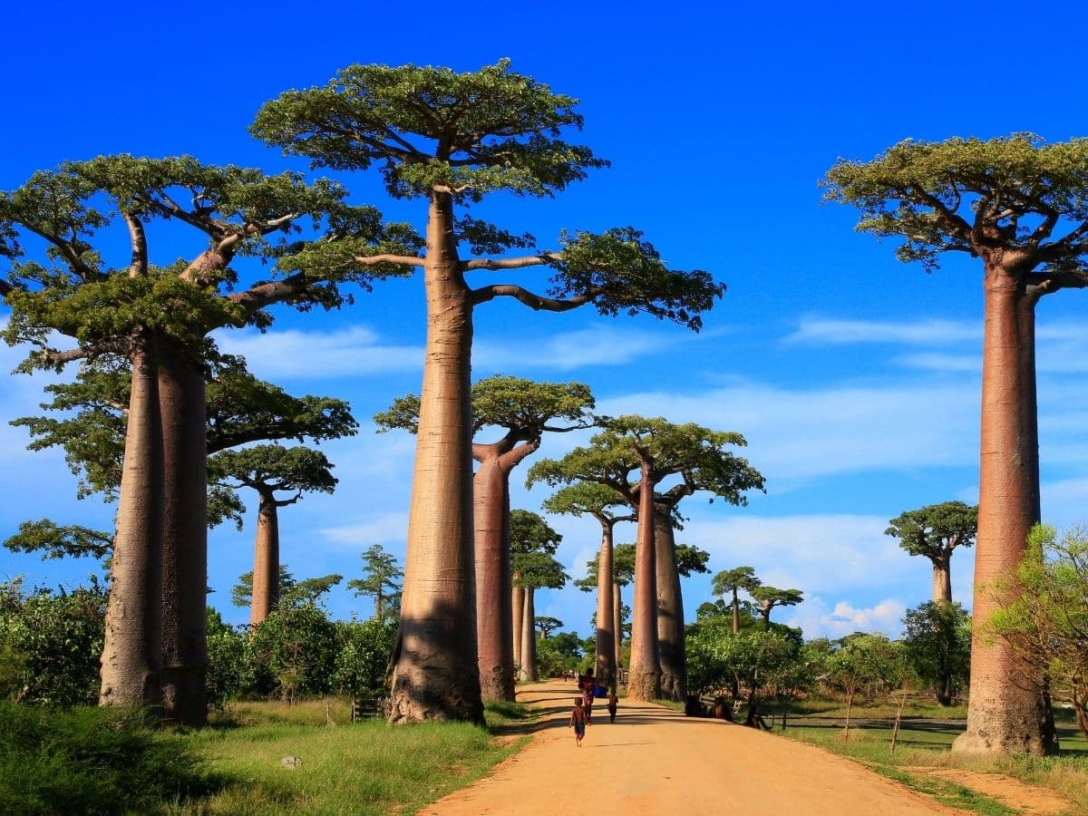 MADAGASKAR - 2