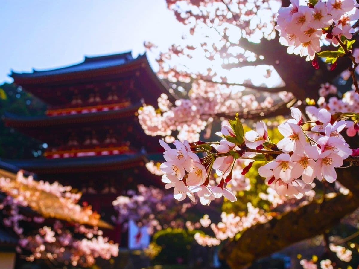SAKURA ZAMANI JAPONYA - KUTUP YILDIZI - 11
