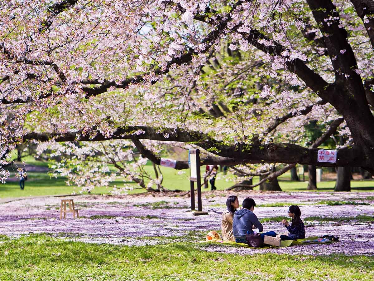 SAKURA ZAMANI JAPONYA - BUSINESS - 16