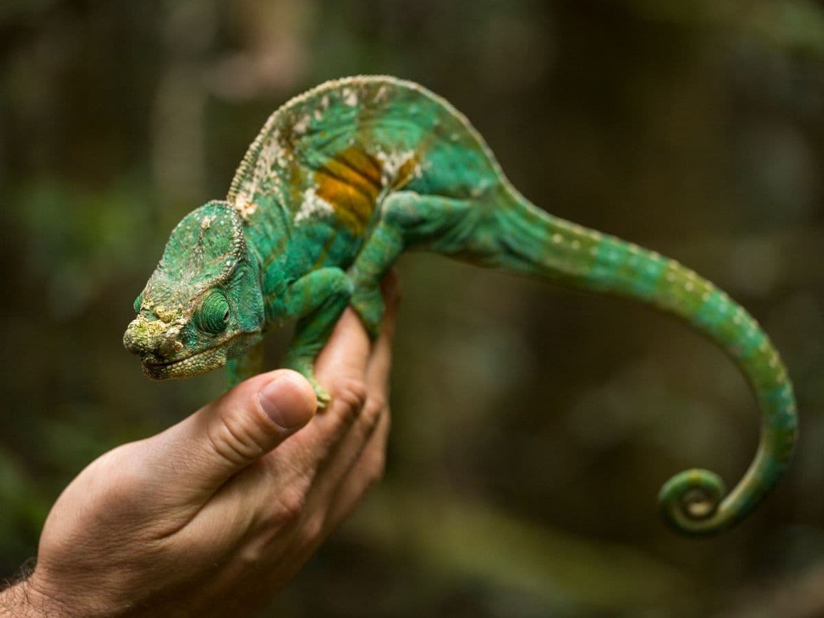 MADAGASKAR - 10