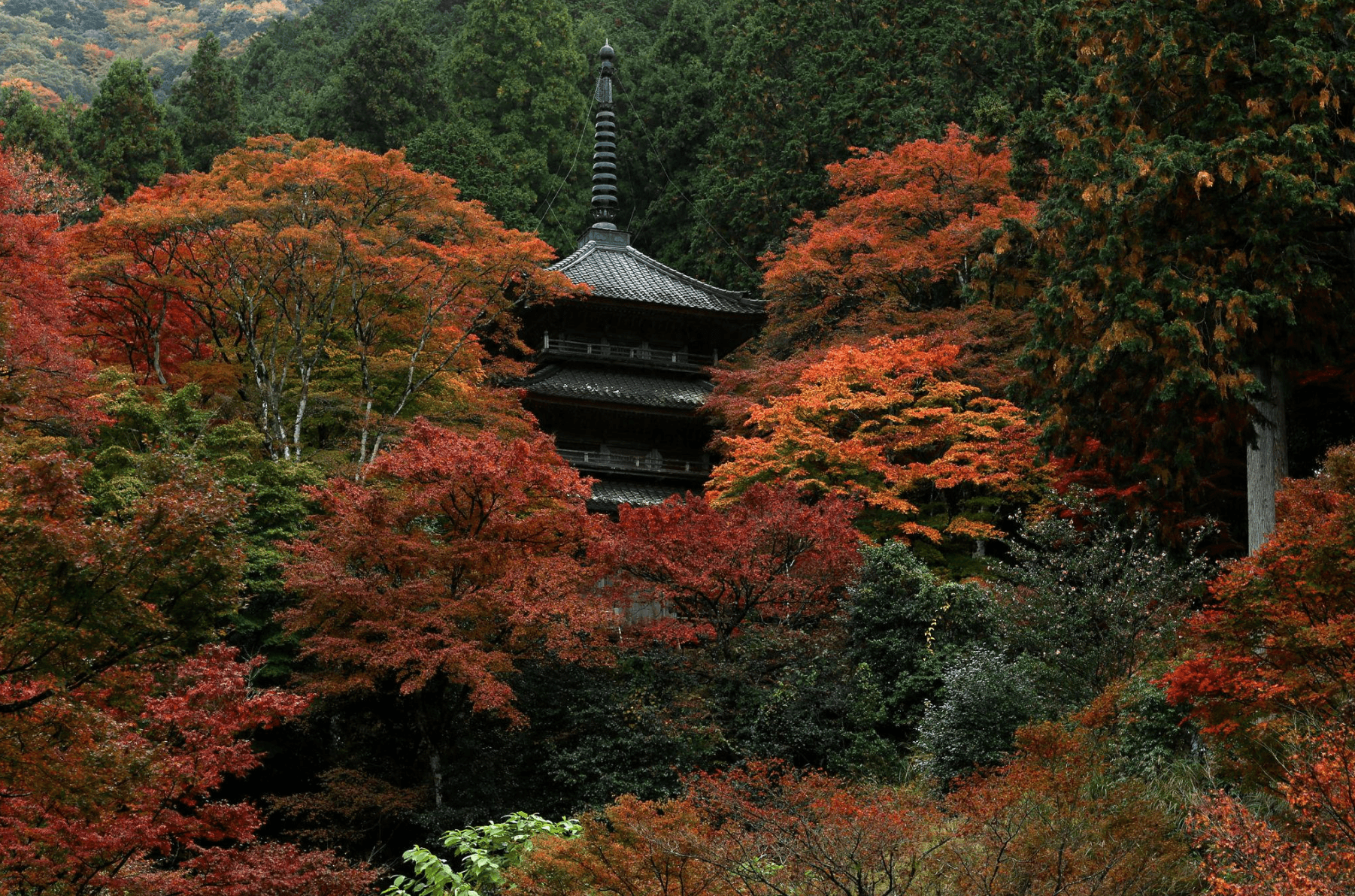 KOYO ZAMANI JAPONYA - BUSINESS - 3