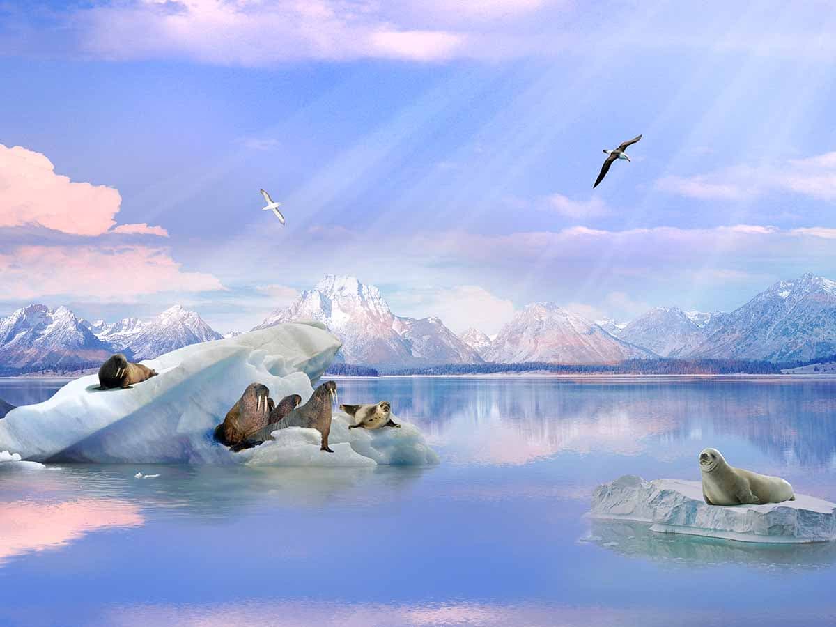 ANTARKTİKA - POLAR DIŞ KABİN (RR) - 3