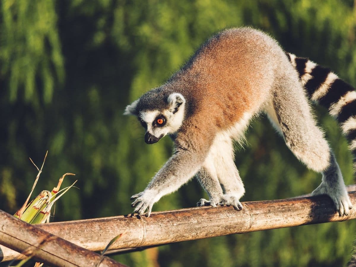 MADAGASKAR